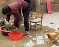 China Reports New Human Case Of Avian Flu