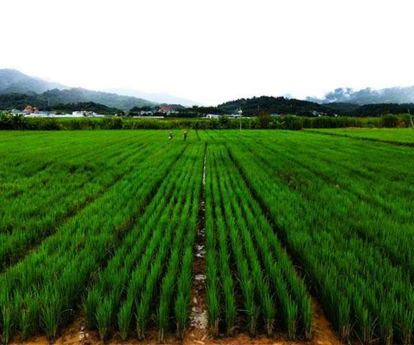 Global crop yields maintain steady growth over six decades