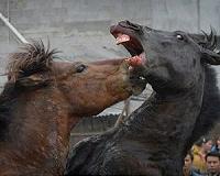 China horses fight in Lunar New Year battles