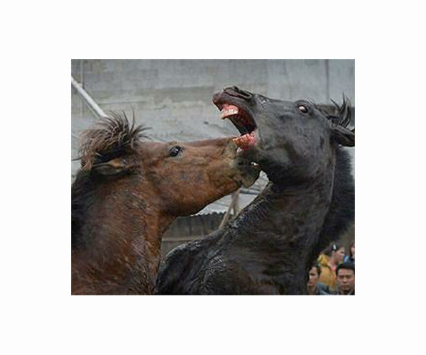 Cloned horse raises hopes for equestrian sports in China