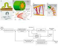 Configuration and manipulation of soft robotics for on-orbit servicing