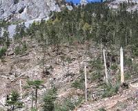 China's old-growth forests vanishing despite government policies