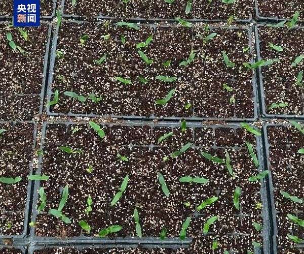 Olive seeds from space mission begin growth in China