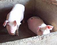 Blue-eared pig disease has spread to 26 Chinese provinces