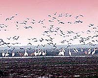 China's biggest freshwater lake shrinks by 600sq Km