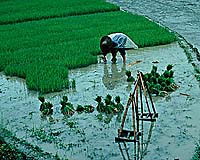 Researcher Studies Proteins That Make Rice Flourish