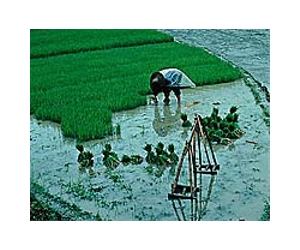 EU tightens control of Chinese rice over GM fears
