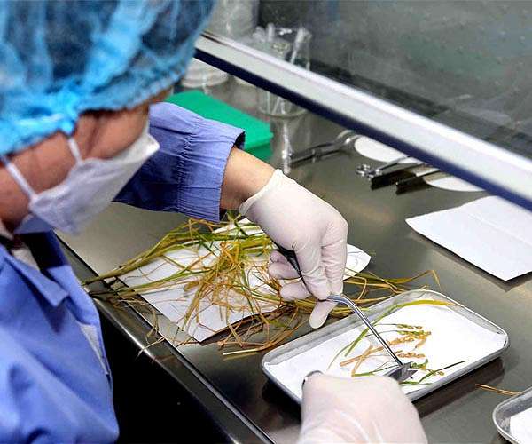 World's first space rice seeds back from orbit