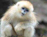 Why coronavirus could help save China's endangered species
