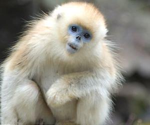 Officials encouraged by growing numbers of endangered primate in China