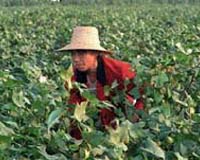 China seeks to boost farm output amid soaring food costs