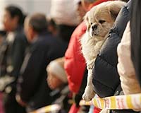 Millions Across Asia Greet The Year Of The Dog