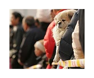 Millions for a mastiff at China Tibetan dog expo