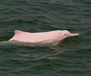 Hong Kong risks losing its pink dolphins: groups