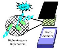 Bacterial Integrated Circuits