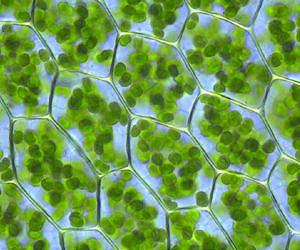 Using photosynthesis to make chemical compounds