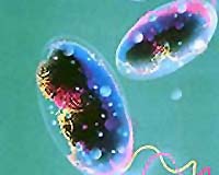 WHO approves S. Korean producer to double cholera vaccine supply