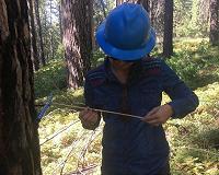 Drought conditions slow the growth of Douglas fir trees across the West
