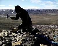 Canadian tundra formerly covered in rich forest: Ancient plant fossil record shows