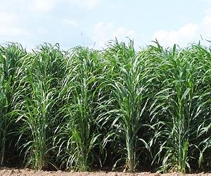 Boeing and Hawai'i BioEnergy to Work on Renewable Biofuel for Aviation