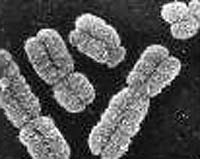 Inheriting Artificial Chromosome