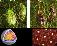 Photonic capsules for injectable laser resonators