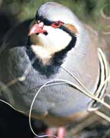 Protowings May Have Helped Bird Ancestors Cover Rough Terrain