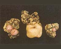 Earliest Fungi May Have Found Multiple Solutions To Propagation On Land