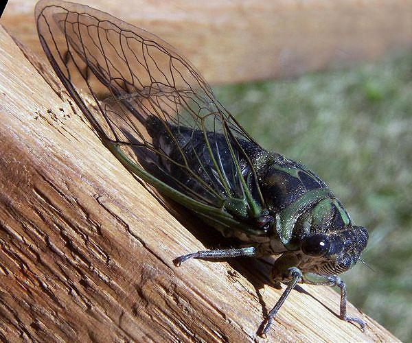 Americans brace for a rare and creepy billion-bug invasion