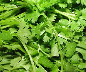 Cilantro, that favorite salsa ingredient, purifies drinking water