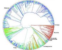 Researchers suggest life on Earth may be early in cosmic terms