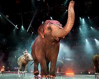 Elephant trunks form joints to pick up small objects