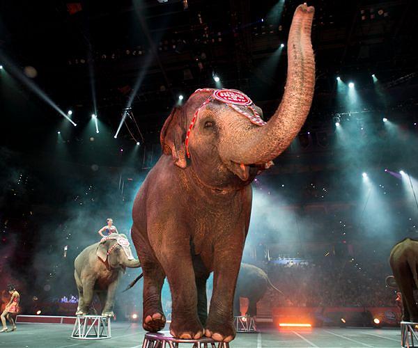 German circus replaces live animals with holograms