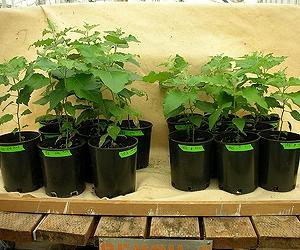 Seedlings Thrive With Distant Relatives, Seeds With Close Family