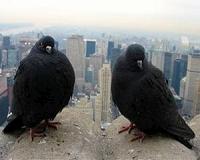Hair-raising truth behind pigeons' lost toes