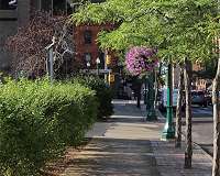 Annual value of trees estimated at 500 million dollars per megacity