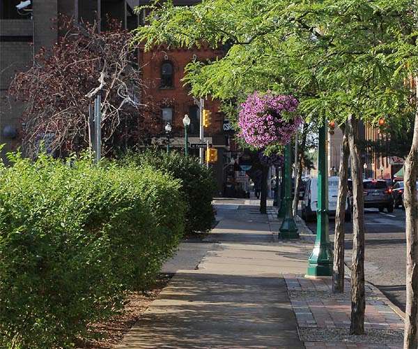 Scientists call for a tree planting drive to help tackle heatwaves