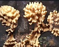 Heat-Tolerant Coral Reefs May Resist Climate Change