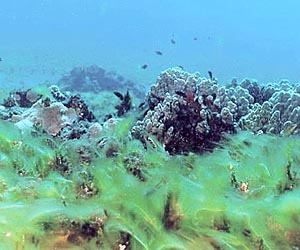 Is Iron The Culprit In Algae Blooms