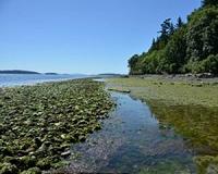 Study finds ancient clam beaches not so natural