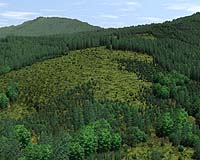 Study Projects Effects Of Forest Management In Oregon Coast Range