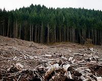 Study: Clear-cutting undermines carbon storage in forest floor