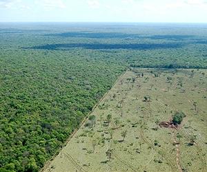 Most New Farmland Comes From Cutting Tropical Forest