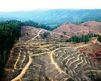 Indonesian tribes gather amid push to protect homelands