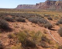 Enhanced levels of carbon dioxide are likely cause of global dryland greening