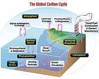 Faster Carbon Dioxide Emissions Will Overwhelm Capacity Of Land And Ocean To Absorb Carbon