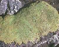 New Plant Finds In Andes Foretell Of Ancient Climate Change