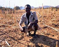 Farmers Buckle Under As Drought Ravages Lesotho
