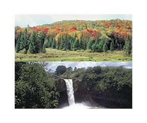 Northern Forests Do Not Benefit From Lengthening Growing Season
