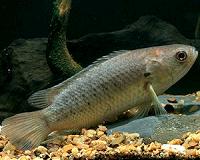 Invasive climbing perch is nearing the Australian mainland